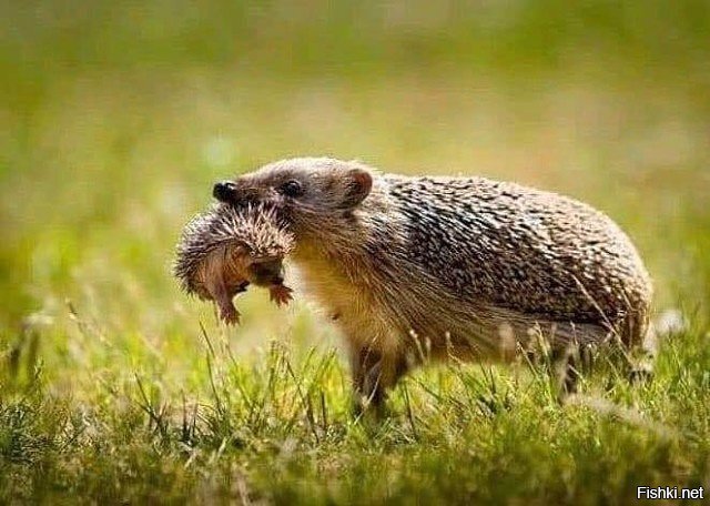 А про туман и лошадку ты отцу сейчас расскажешь