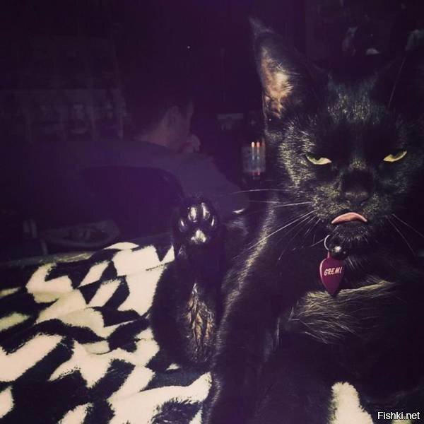 Пришло время пожелать всем спокойных котиков, тьфу, беспокойных ночиков, блин...