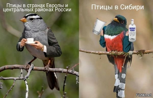 В тему пяных свиристелей