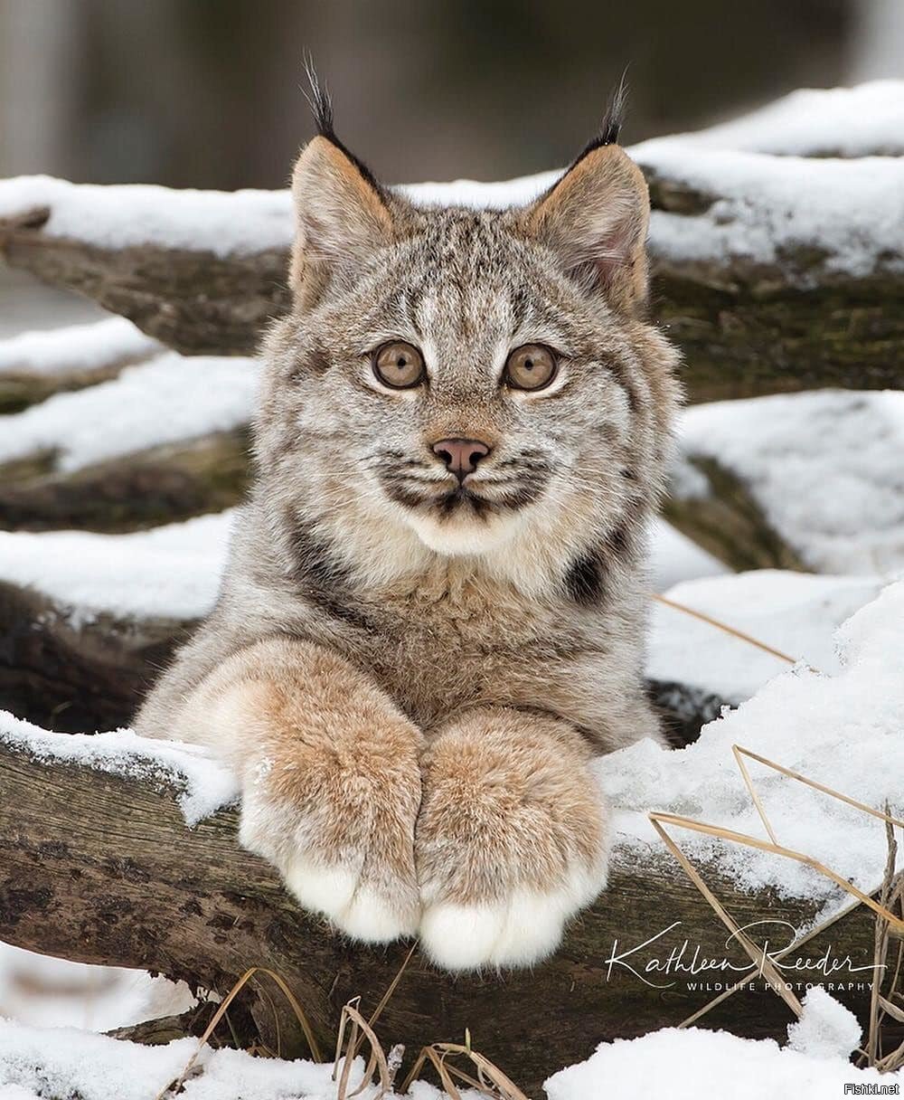 Совсем ещё малыш, но лапки уже мама не горюй