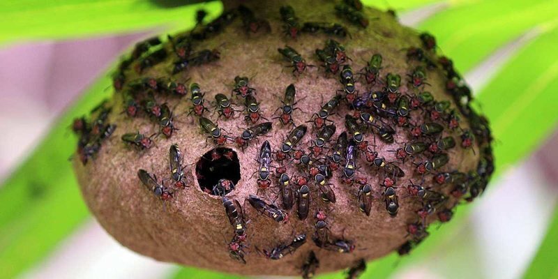 Ученые превратили яд осы в мощный антибиотик