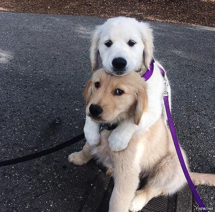 Смешные чудики