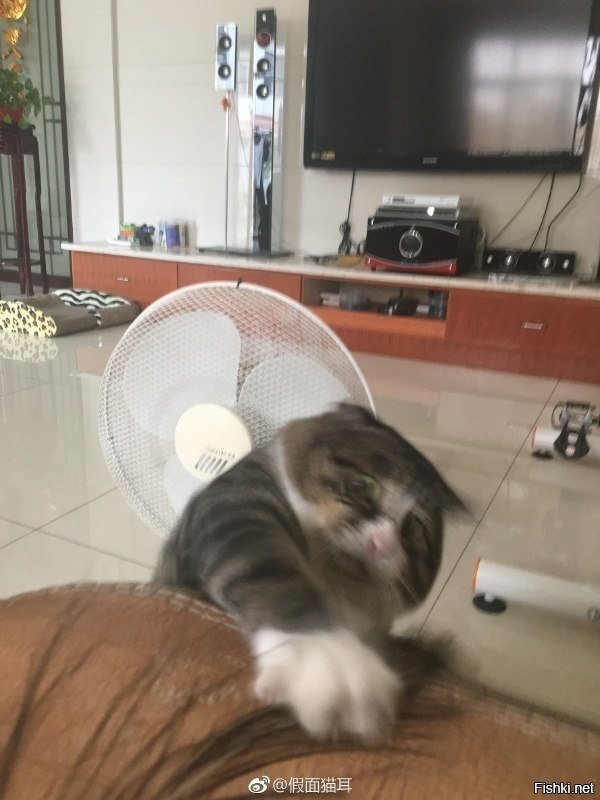 Спокойный, уравновешенный котик