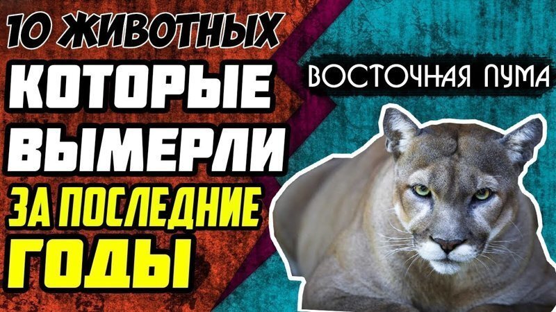 10 Животных которые вымерли за последние годы