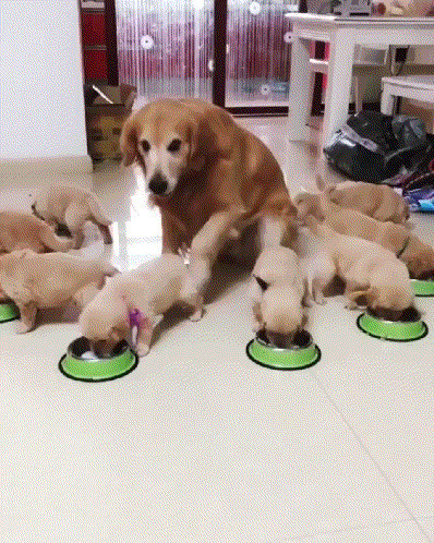 Дети, не торопимся и тщательно пережёвываем