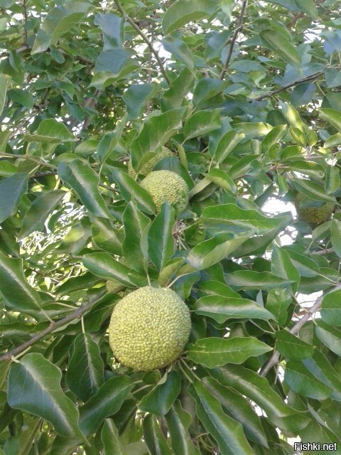 Экзотический крымский "фрухт" - адамово яблоко