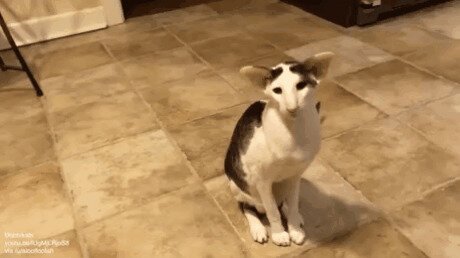 Гамарджоба генацвале