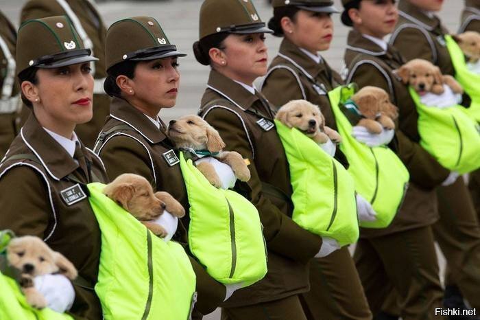 Четвероногие кадеты