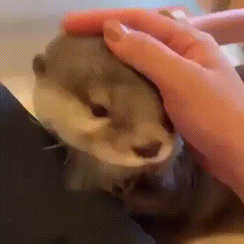 Симпотяжка