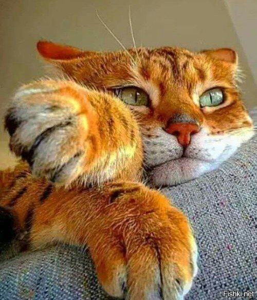 Что с нами стало, котаны