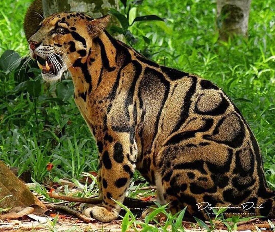 Дымчатый леопард