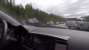 Даже медведь растерялся