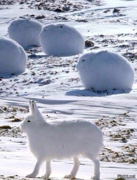 Снеговики разбегаются