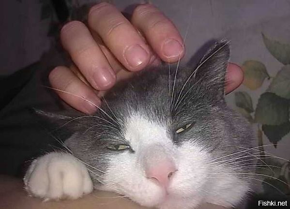 Слуга котэ должен его ублажать