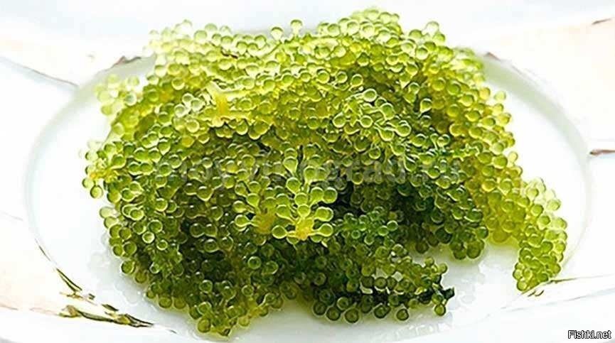 Морской виноград