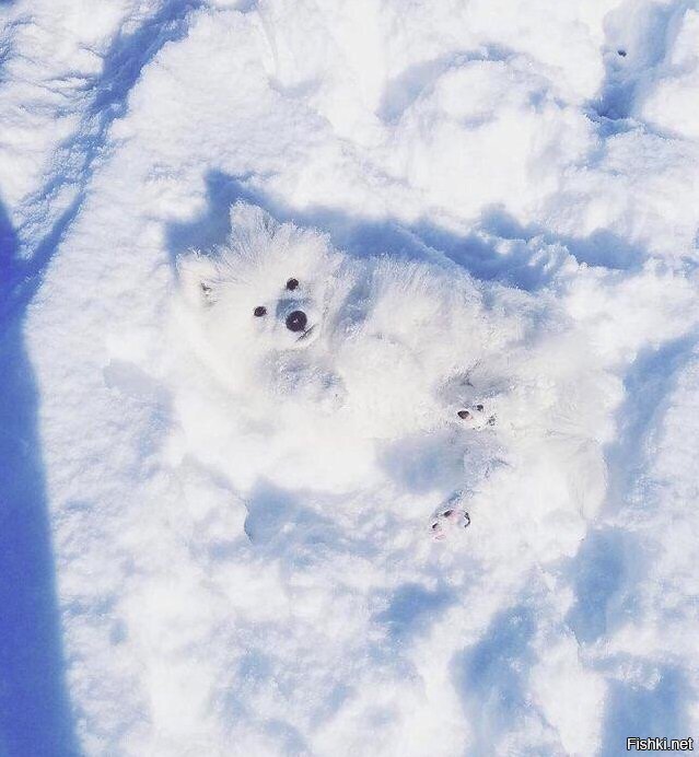 Маскировка