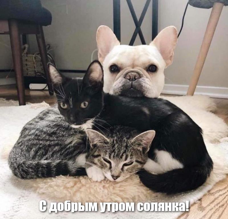 Солянка