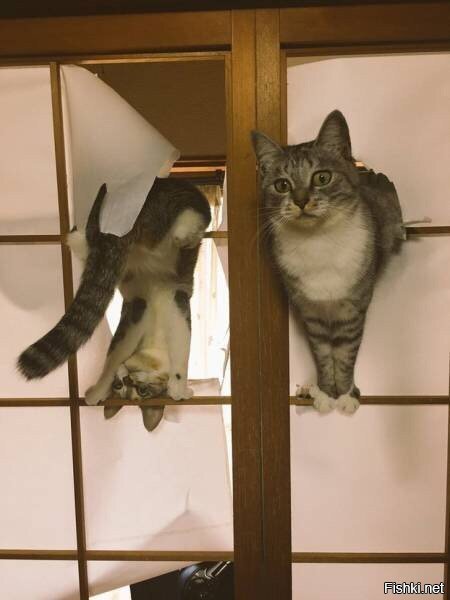 Всем привет