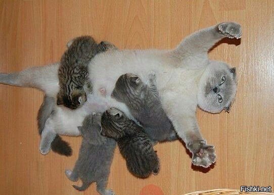 Подключены новые устройства)))