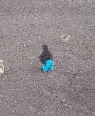 Когда купил новые болоньки и идешь во двор хвастаться