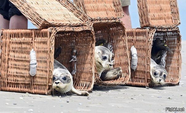 - А это точно Гаваи