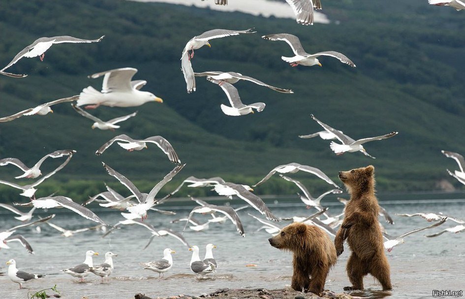 - Бро, а чего им надо