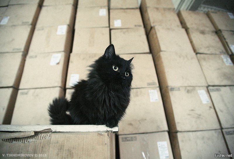 Завскладом