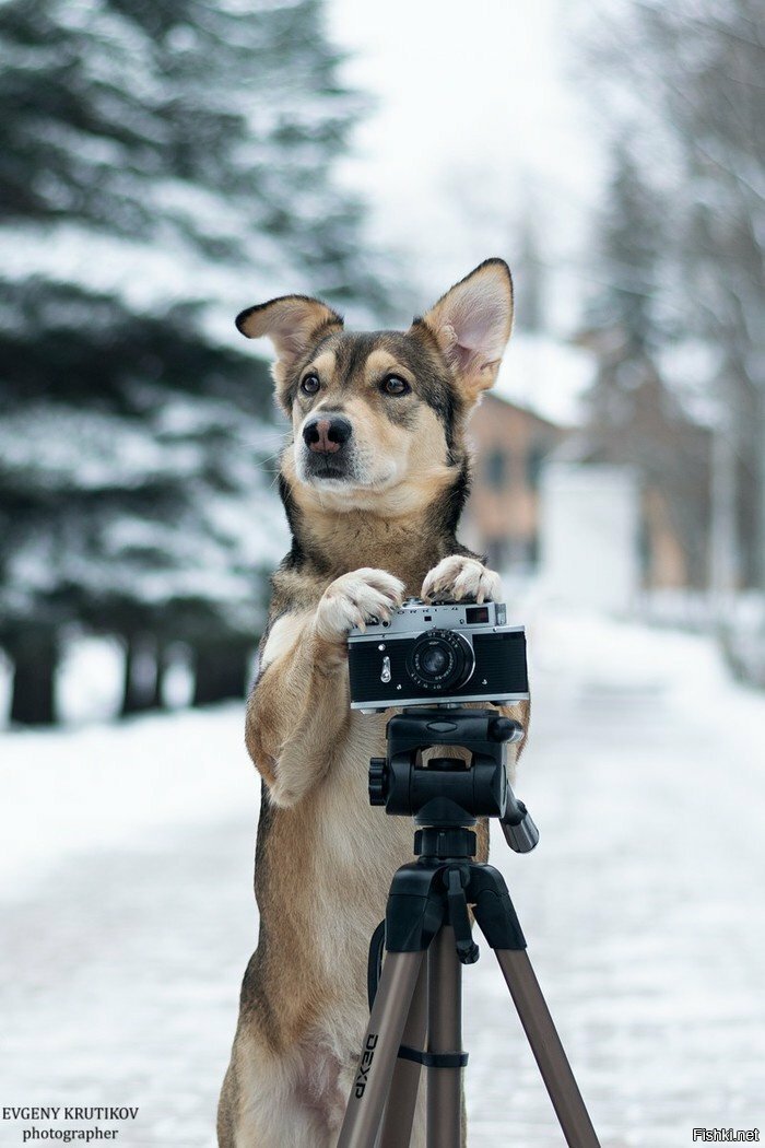 У меня была собака, я ее любил,