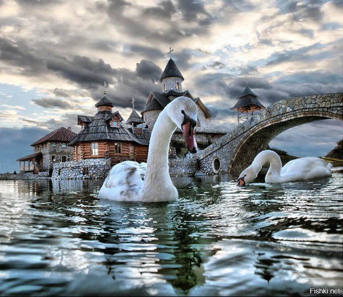 Ааа беелый лебедь на прудуу