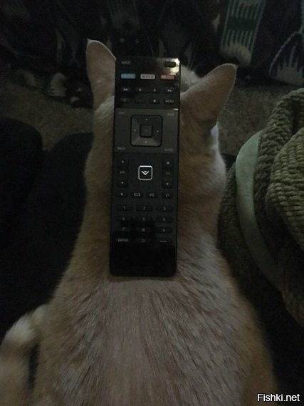 Котик — это не только ценный мех и 1