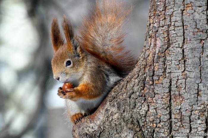 Просто белка с орехом