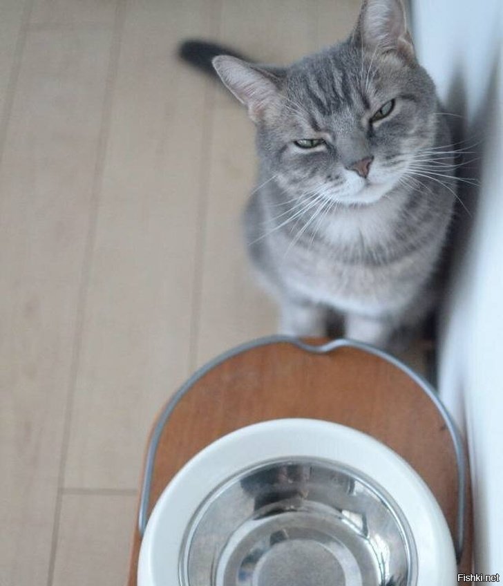 Котяка-подозревака