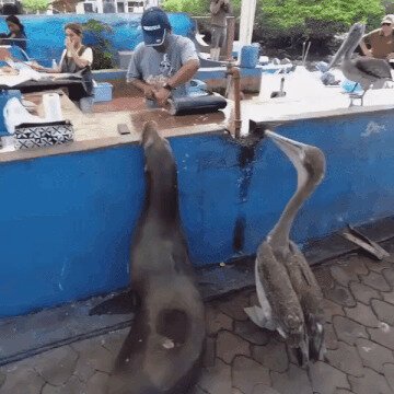 Ребзя, чо дают