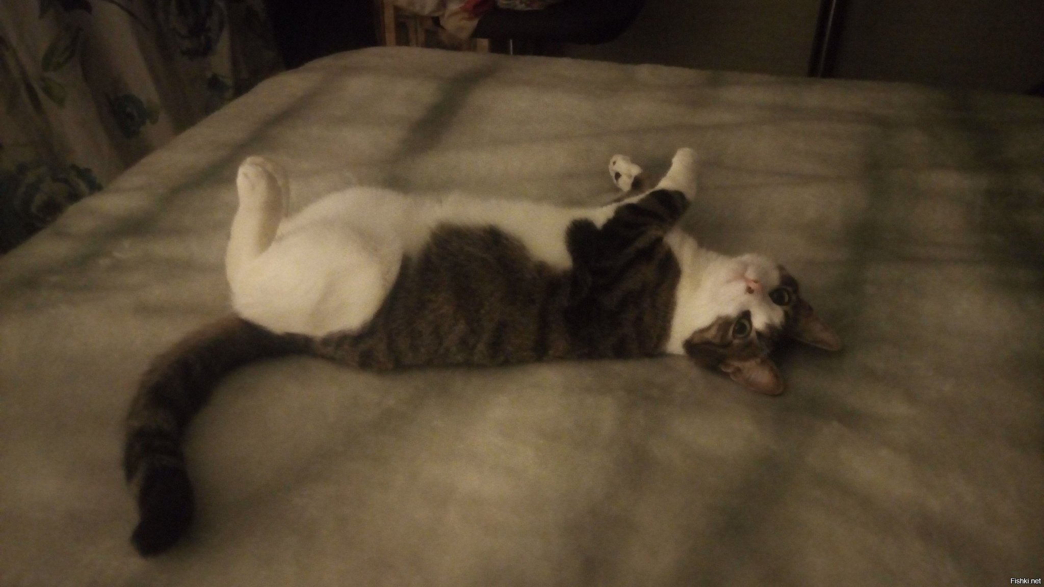 Всем от Символ Андреевны доброй ночи