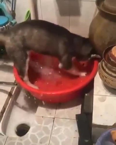 ПатамуШта, тазик не зелёный