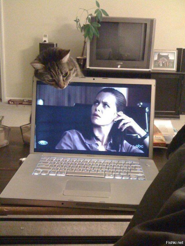 Разрешите представится - Барсик