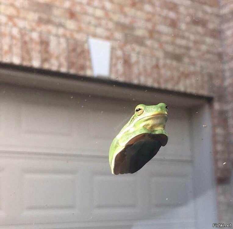 Лягуха на лобовухе