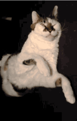 - Барсик, держись