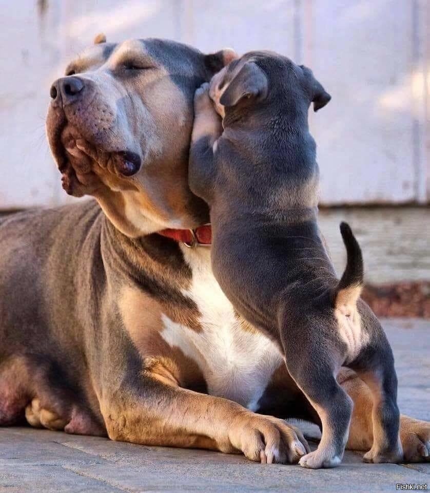 Шёпотом на ушко