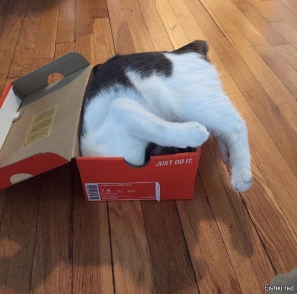 - Ээх жизнь моя, коробка