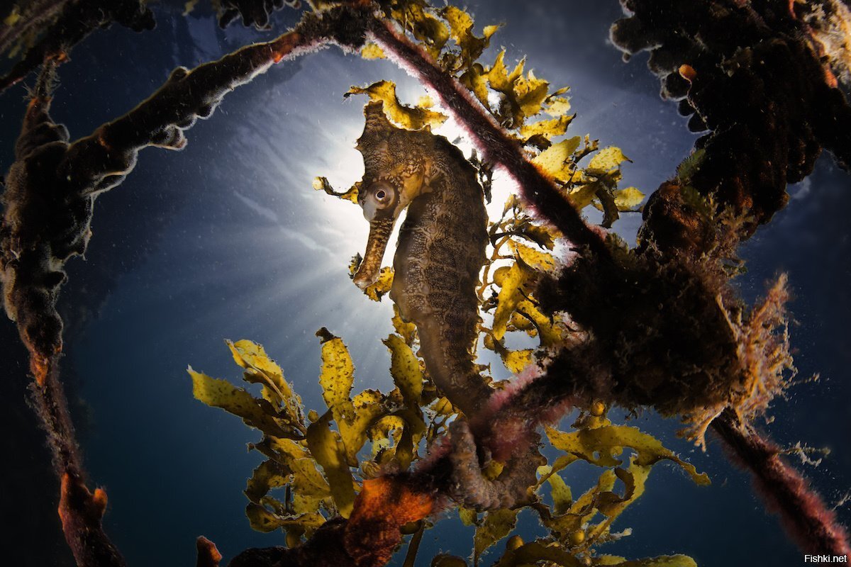 ПЕРВЫЕ РАБОТЫ НА SONY WORLD PHOTOGRAPHY AWARDS 2019