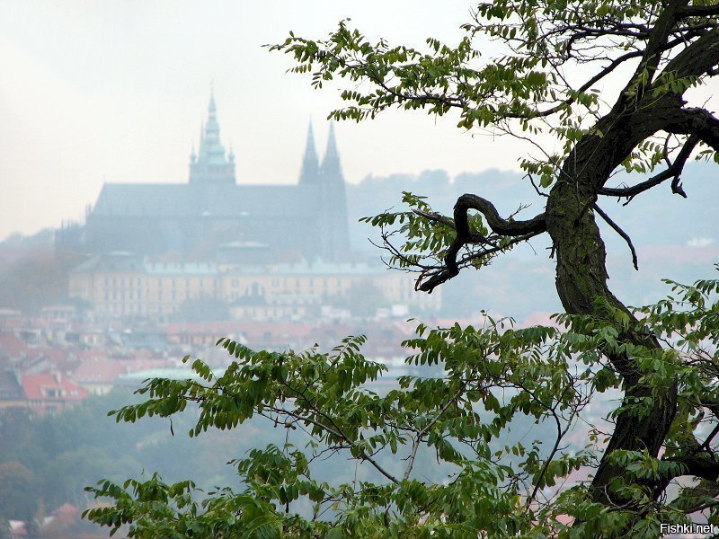 Прага в тумане