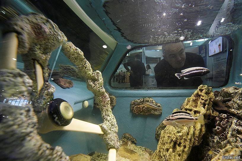 Запорожец - аквариум