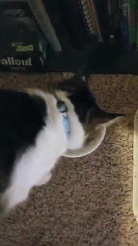 У котика с аппетитом полный порядок