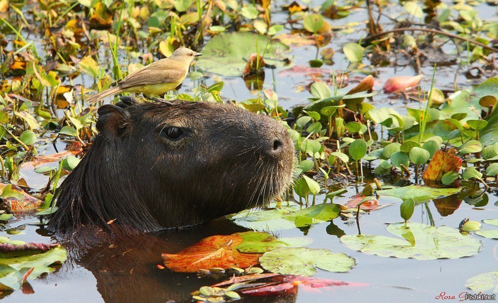 В перископ ни черта не видно, даю команду на всплытие