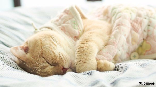 Всем привет