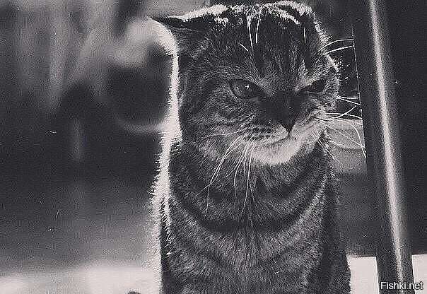 Кто старое помянет, за тем 