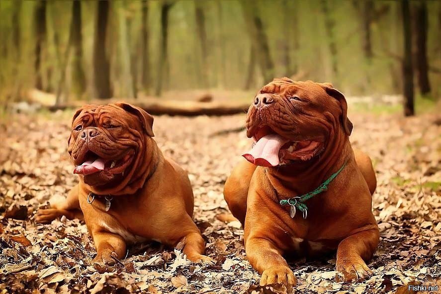 а мне вот такие собаченции нравятся