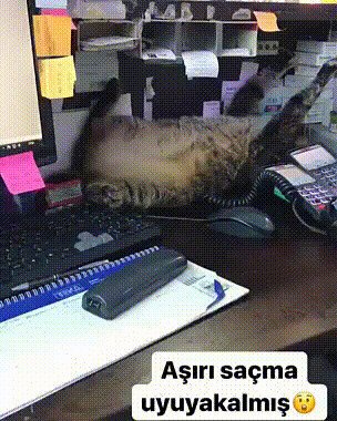 Только соберёшься нормально поработать, обязательно кто-нибудь разбудит