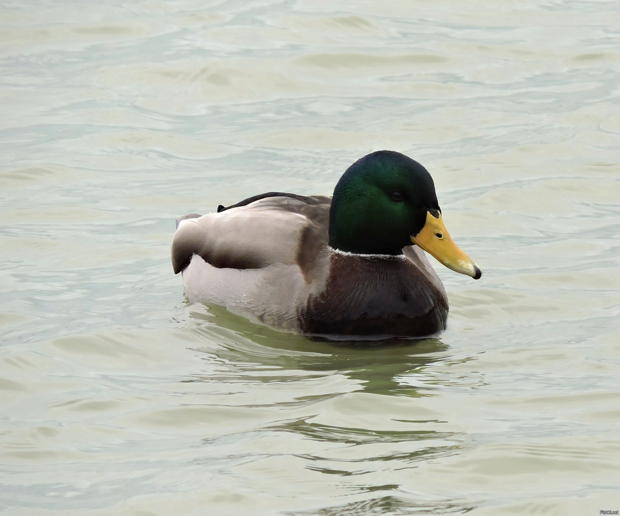 Черноморский селезень